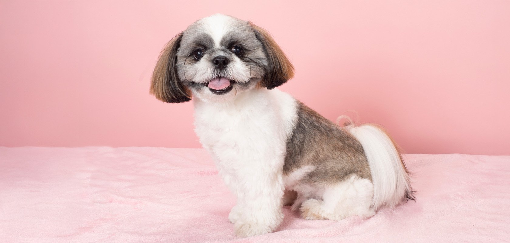 穏やかでおとなしい初心者向けの犬種