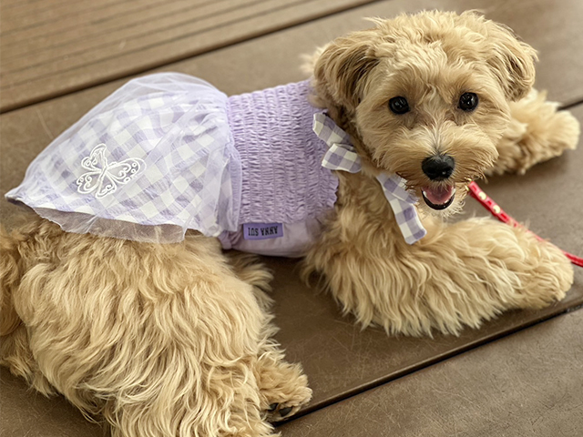 マルプーの成犬