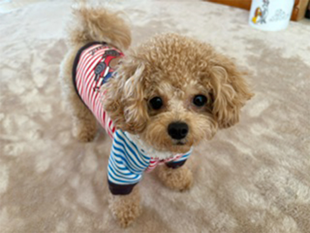 マルプーの成犬