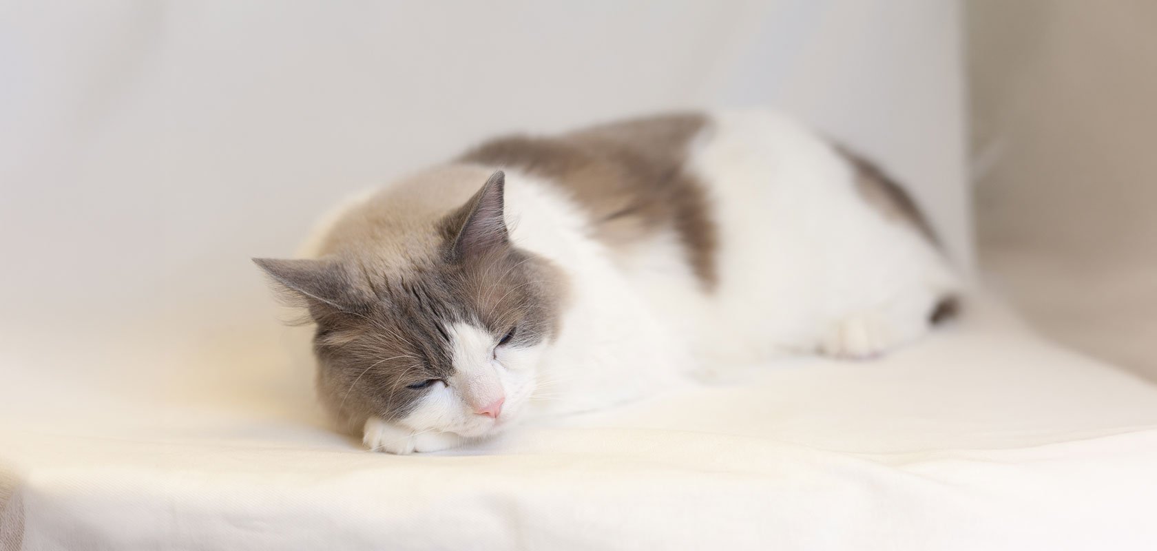 おとなしいネコちゃんとは？3つの特徴