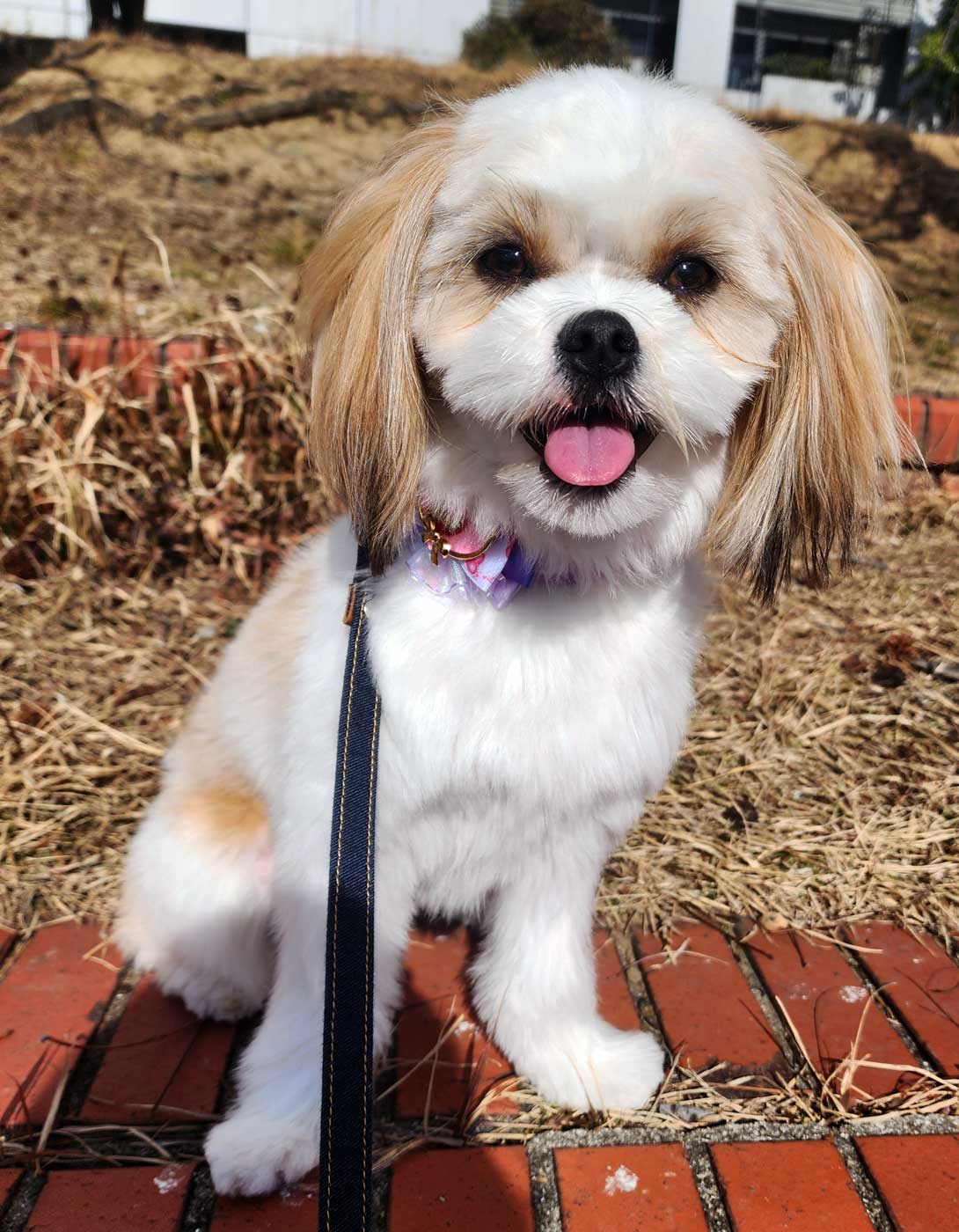チワシーズーの成犬