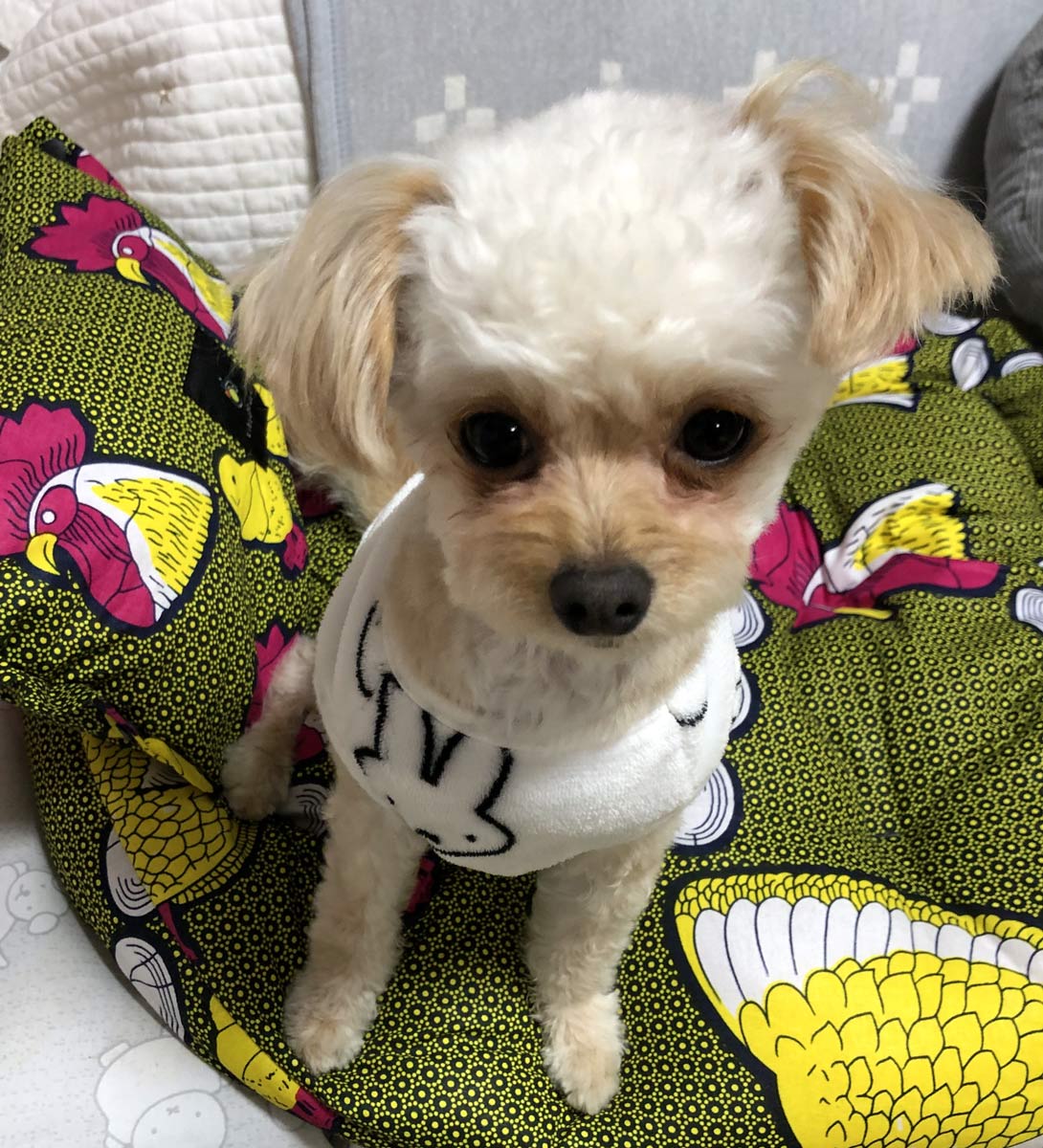 チワプーの成犬