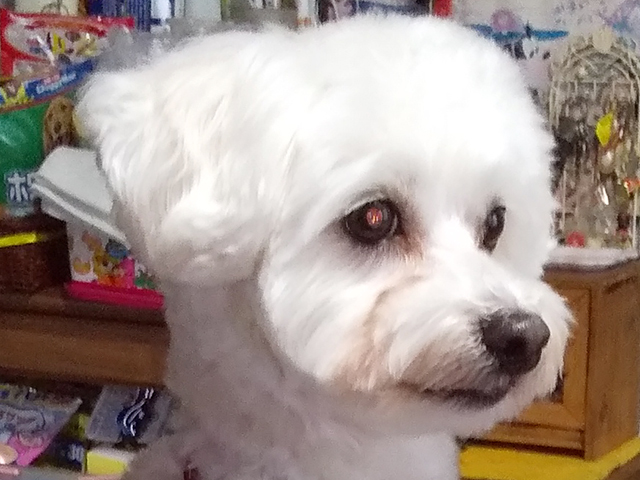 マルプーの成犬