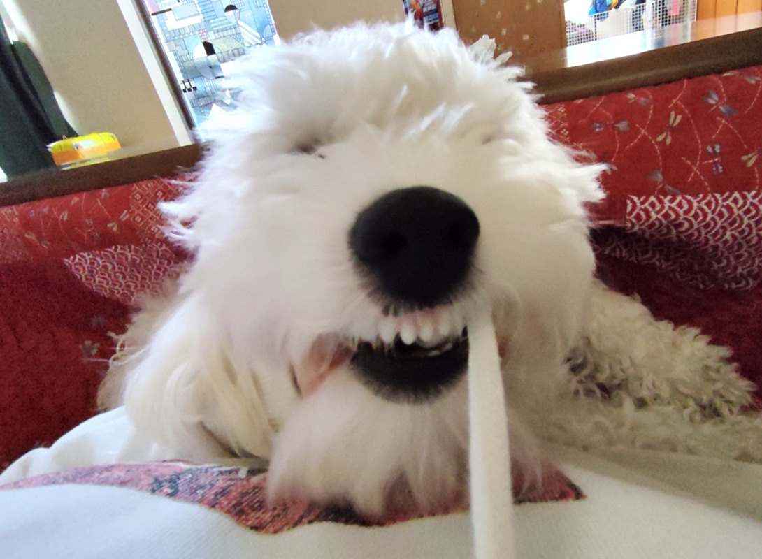 マルプーの成犬