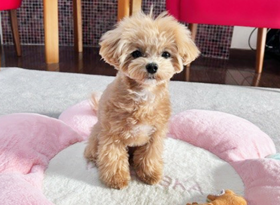 マルプーの成犬
