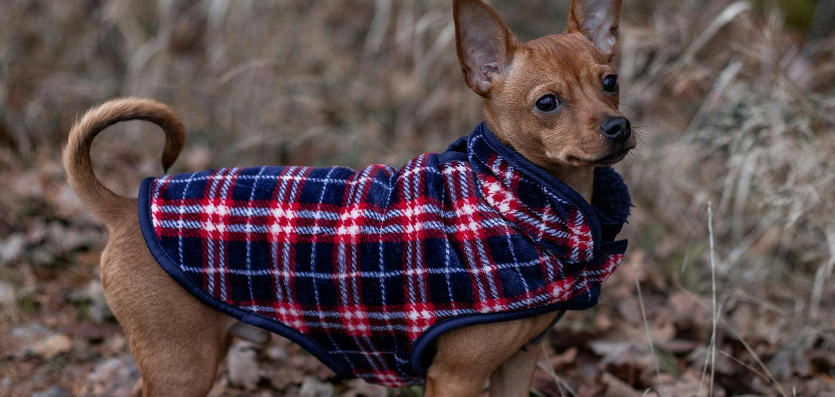 この時期に注意したいワンちゃんの水分不足:「いま」知ってほしい!ペットのウェルネスコラムvol.34