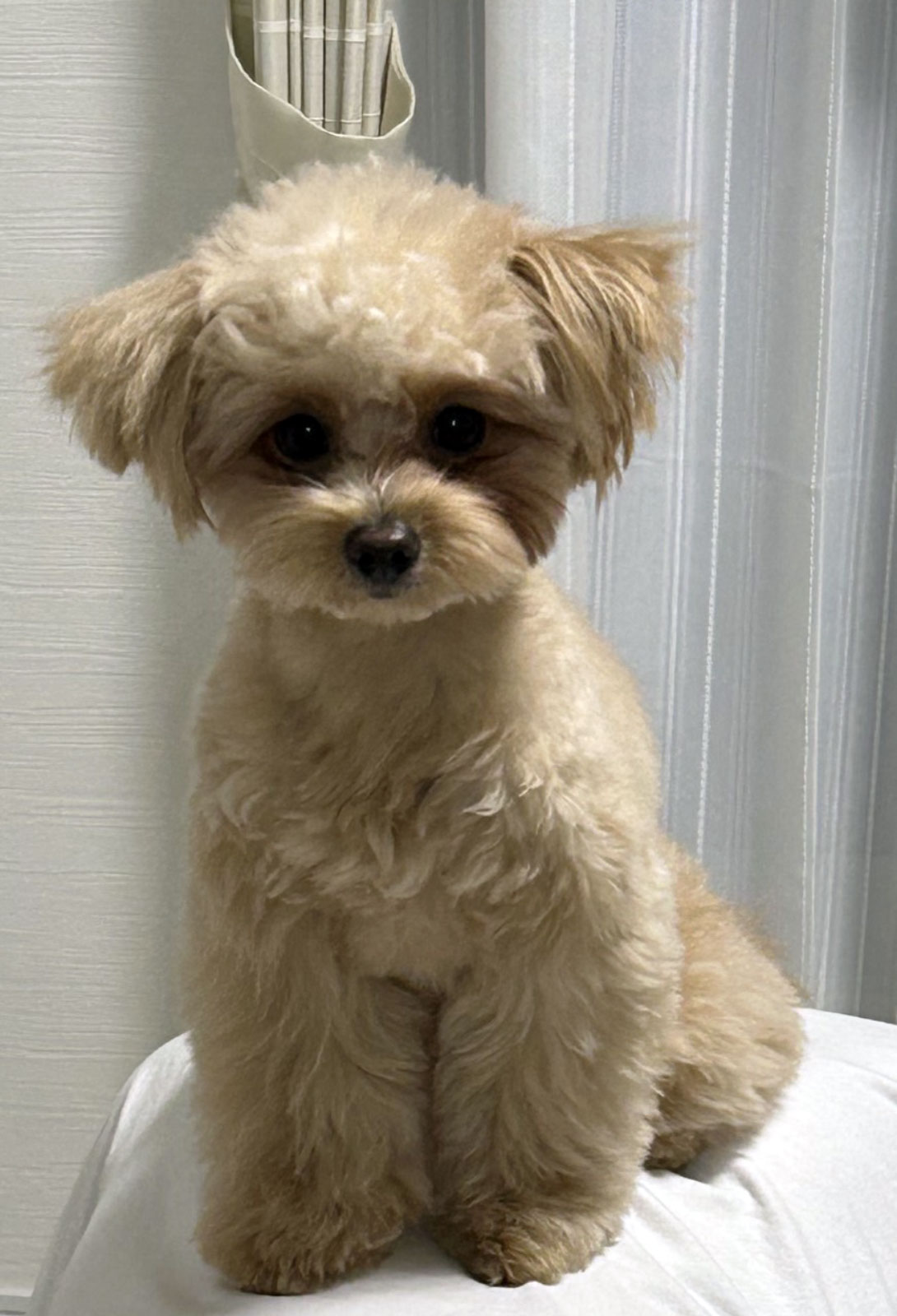 ポメプーの成犬