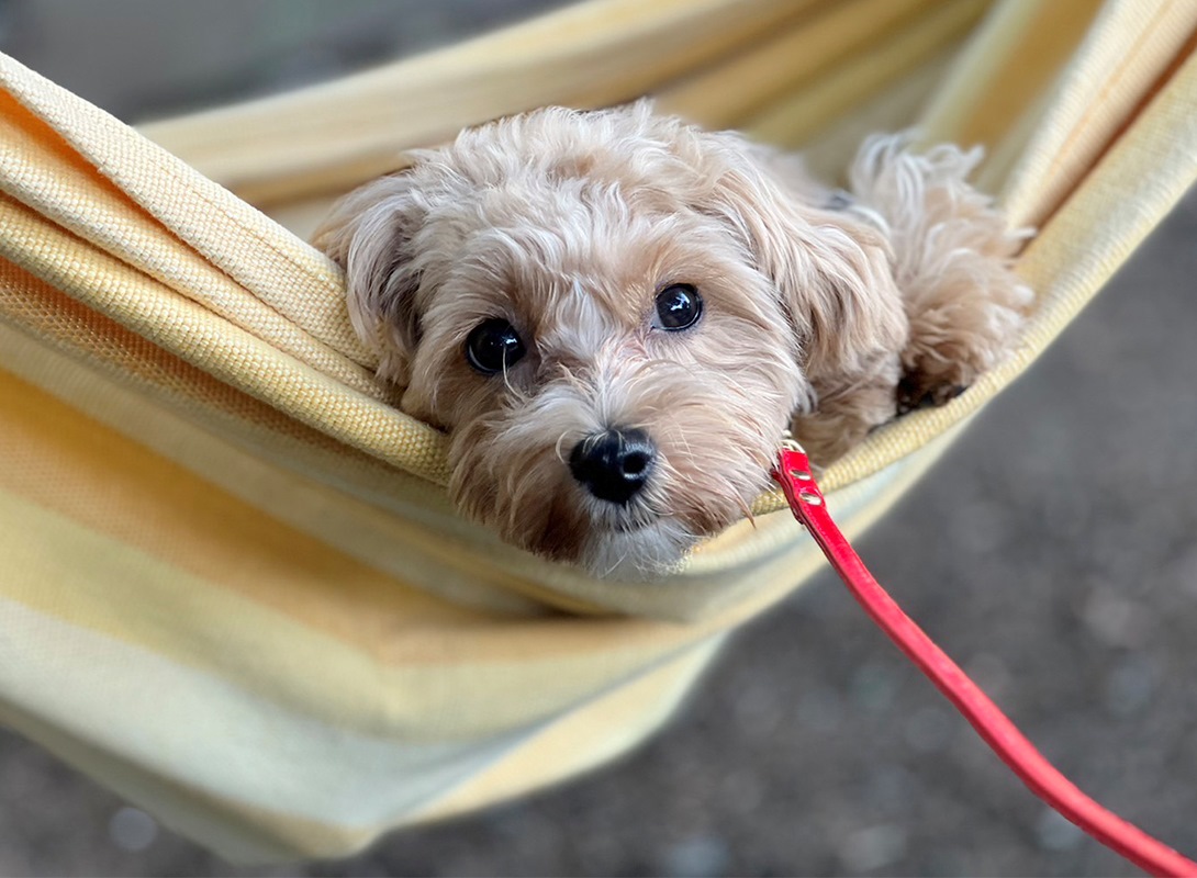 マルプーの成犬