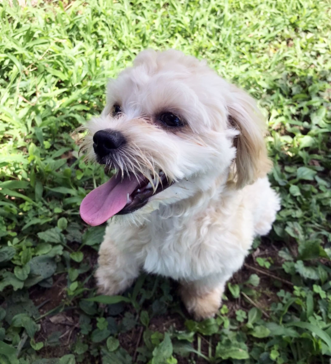 ペキプーの成犬