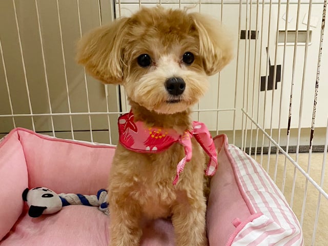 マルプーの成犬