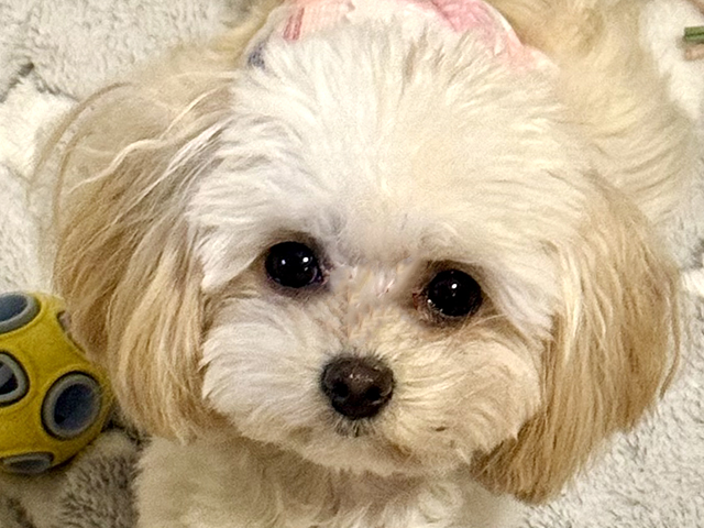 マルプーの成犬