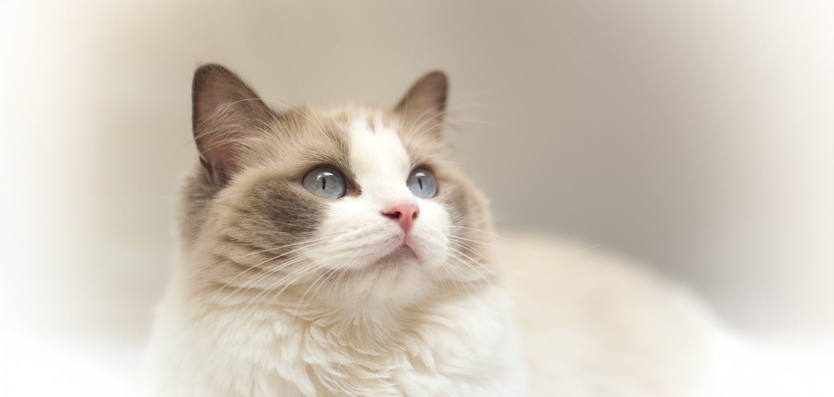 長毛種のネコちゃんにはどこで出会える？