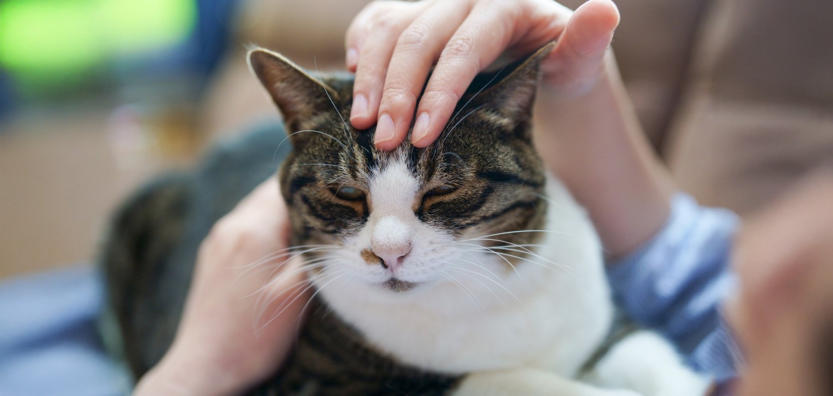 ネコちゃんを飼うメリットは？飼うのに向いている人の特徴も解説
