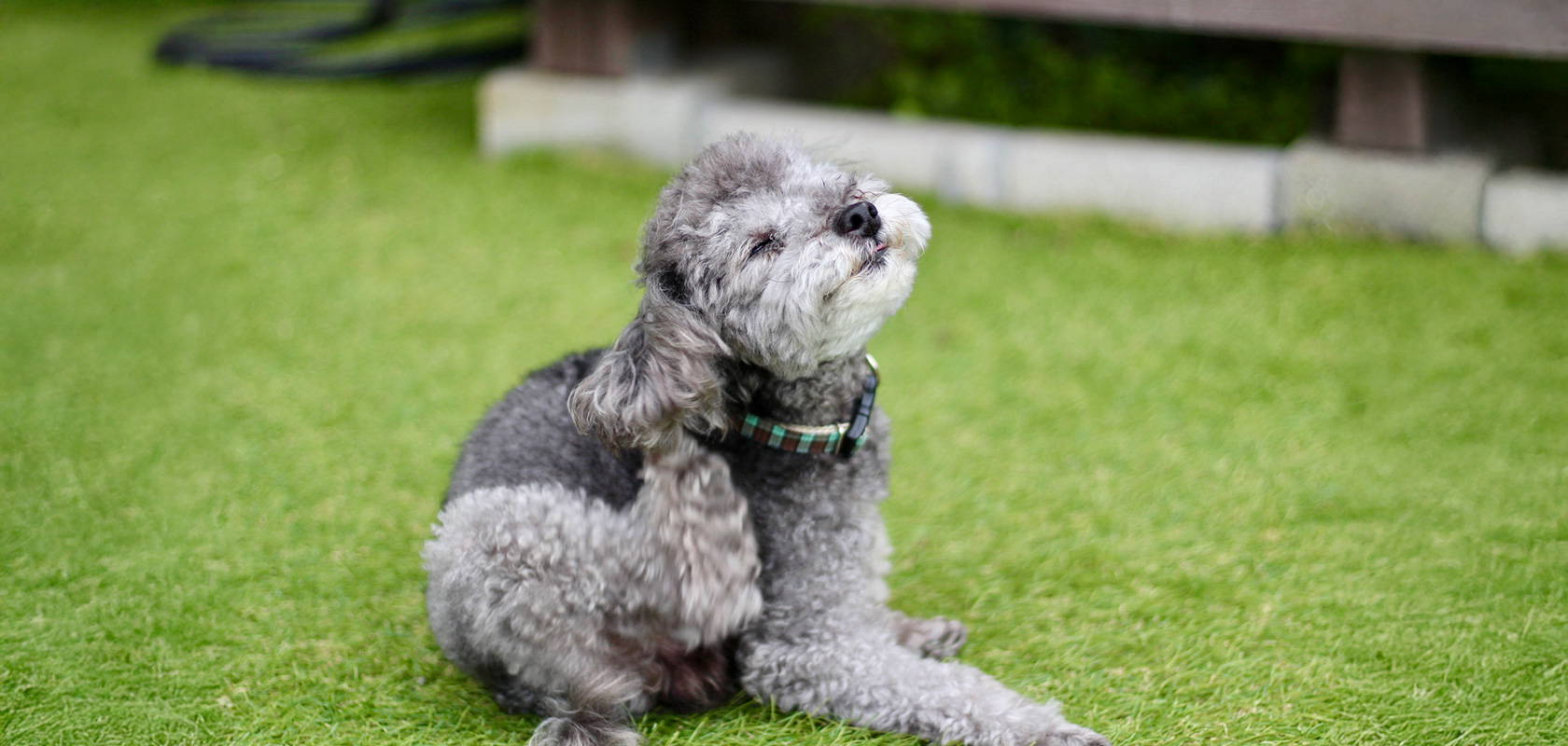 そもそも犬アレルギーとは？