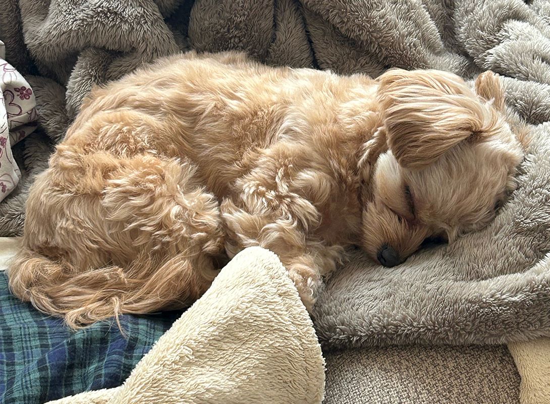 チワプーの成犬