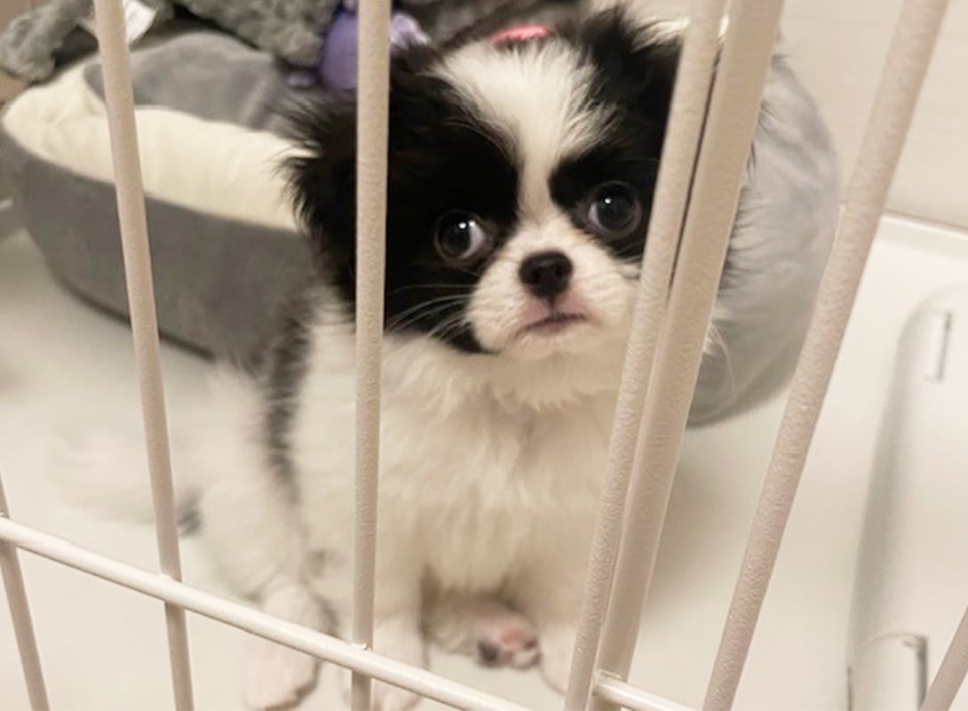 チワ狆
