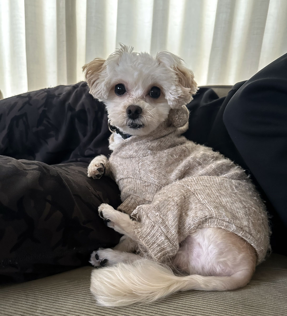 マルプーの成犬