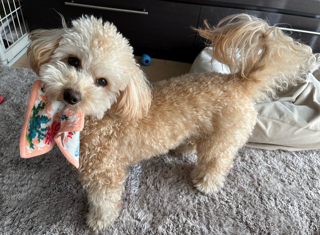チワプーの成犬