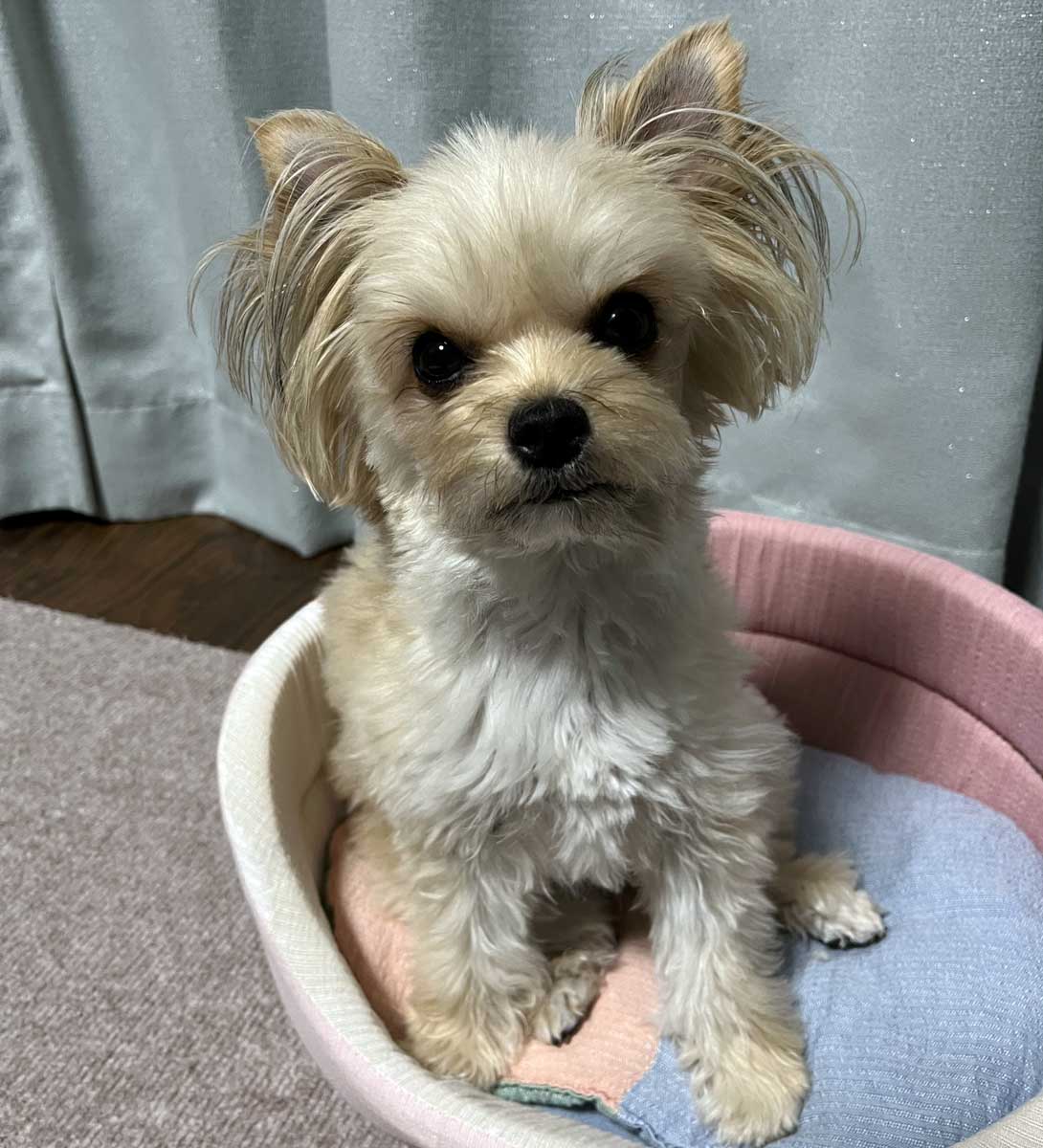 チワヨーキーの成犬
