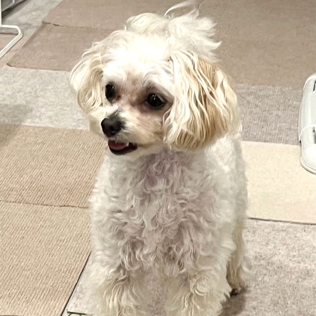 マルプーの成犬