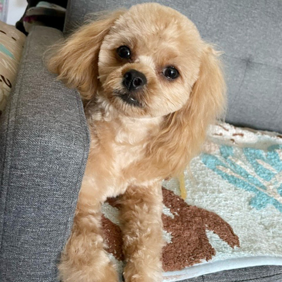 ペキプーの成犬