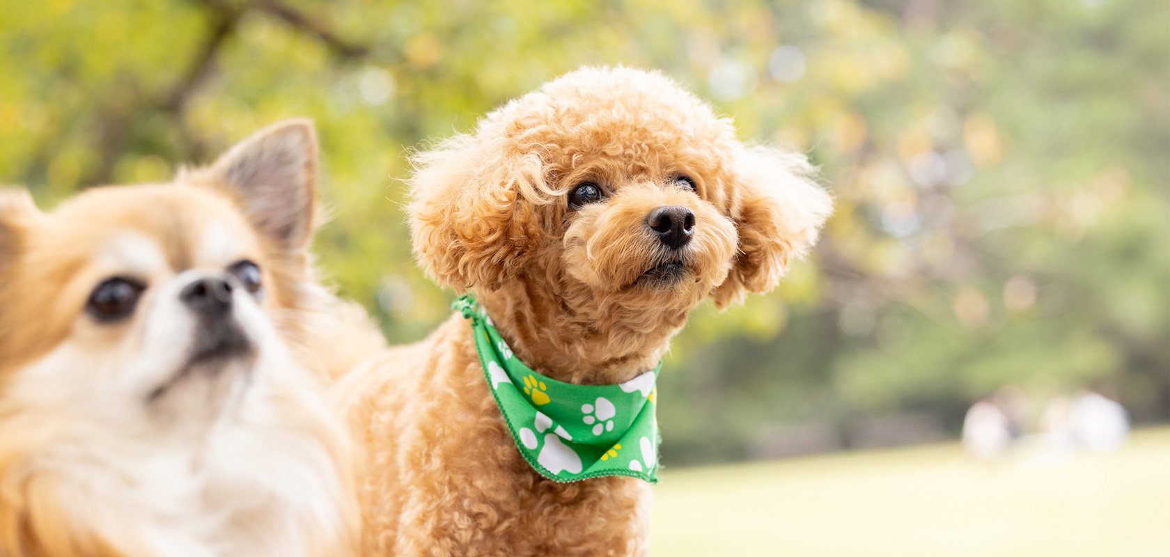 ペット初心者が愛犬を育てる際のポイント・注意点