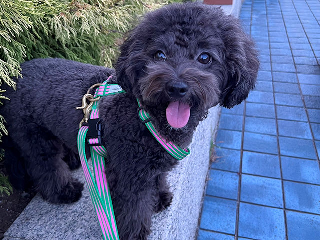 マルプーの成犬