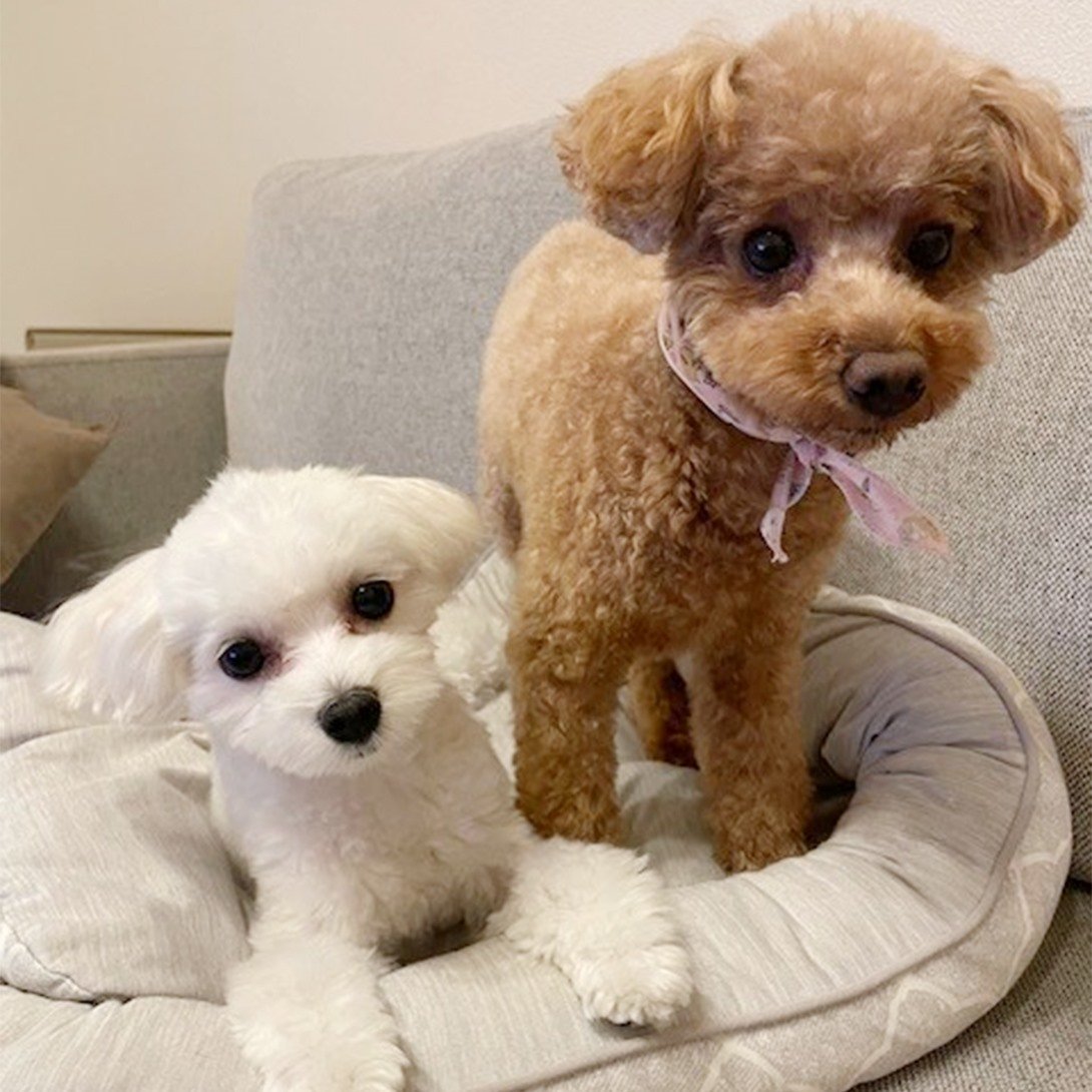 マルプーの成犬