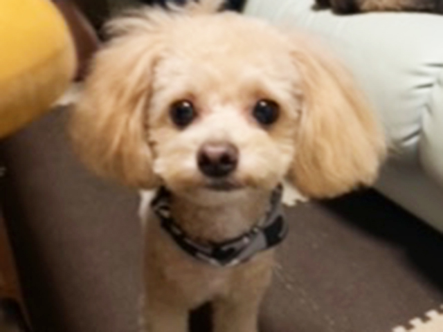 チワプーの成犬