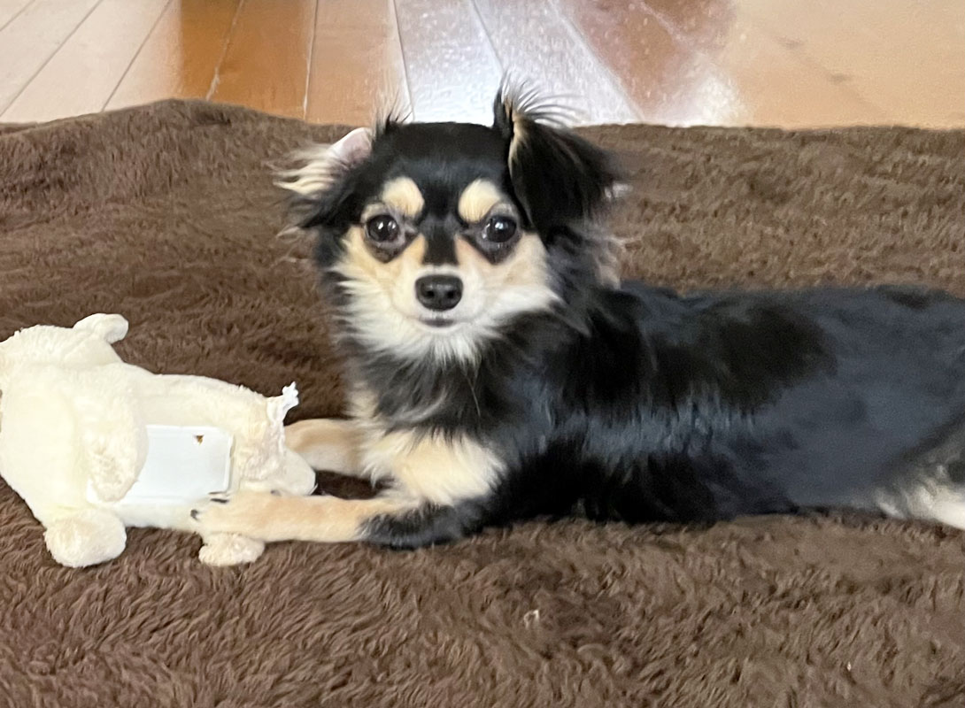 チワックスの成犬