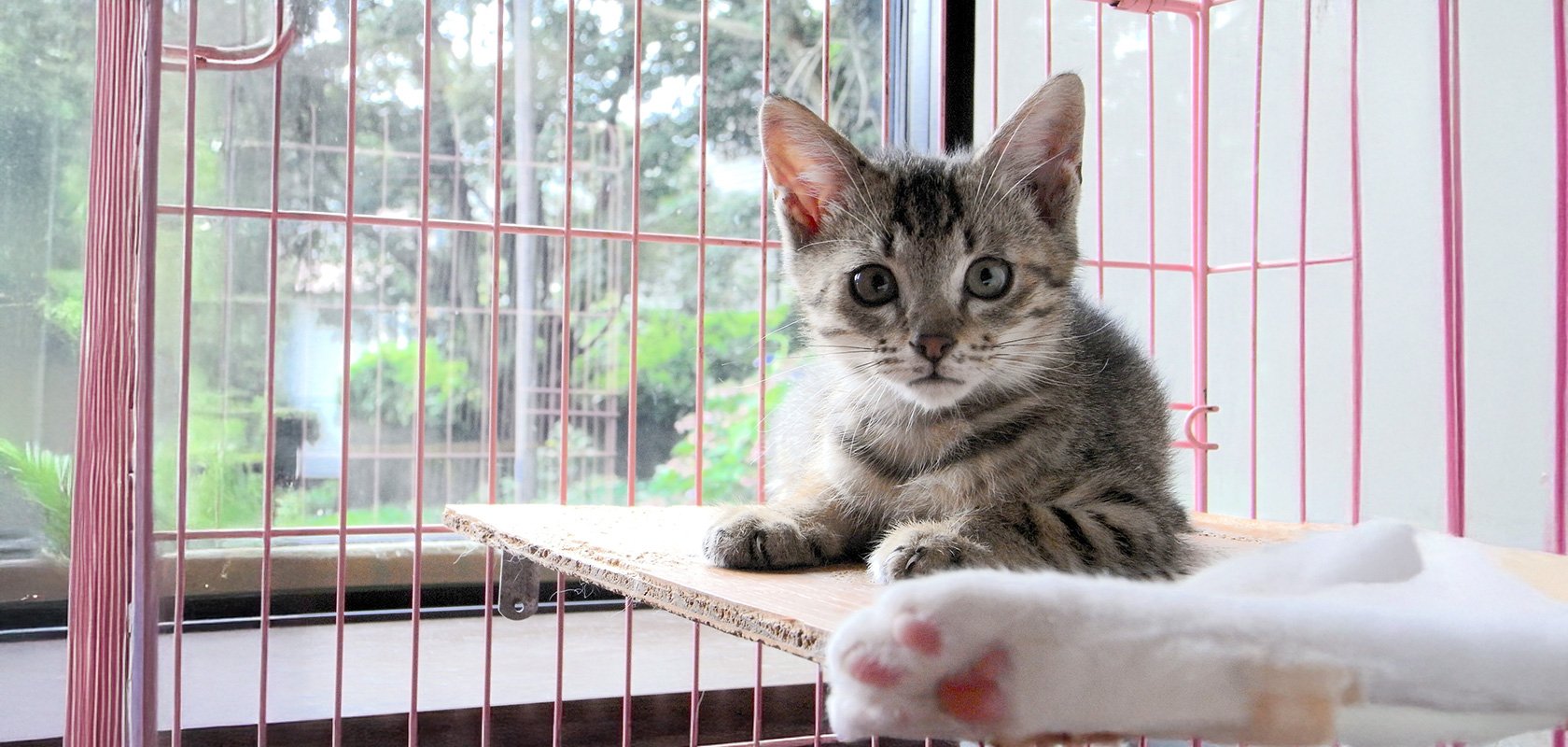 ネコちゃんのストレスをためないケージの置き場所