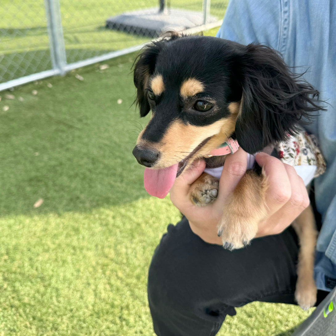チワックスの成犬