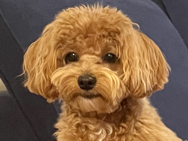 マルプーの成犬