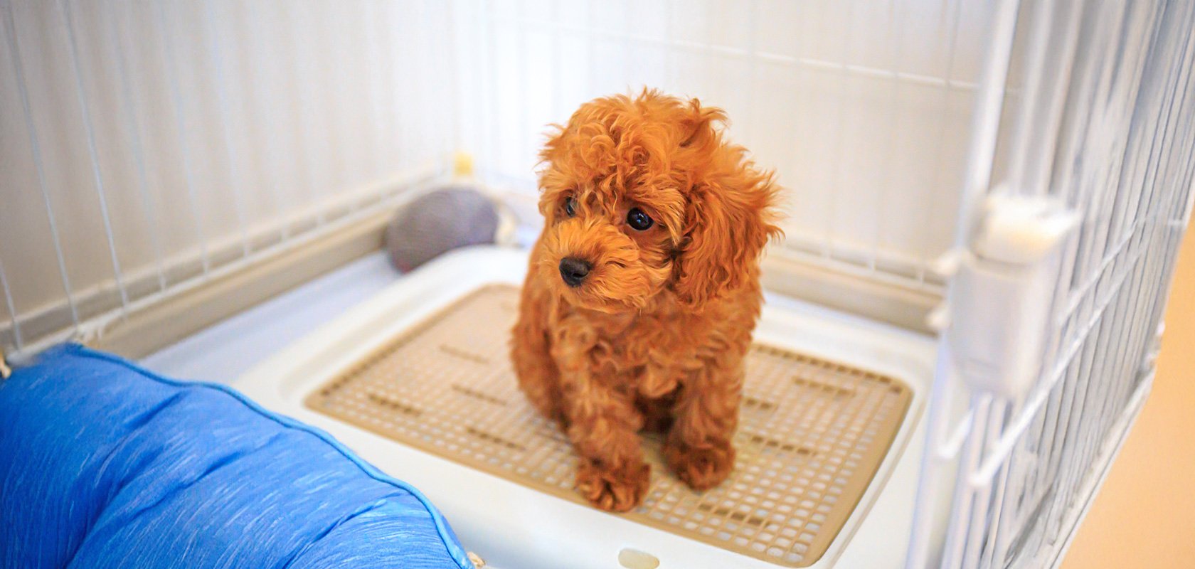 子犬がトイレを失敗する主な原因4つ