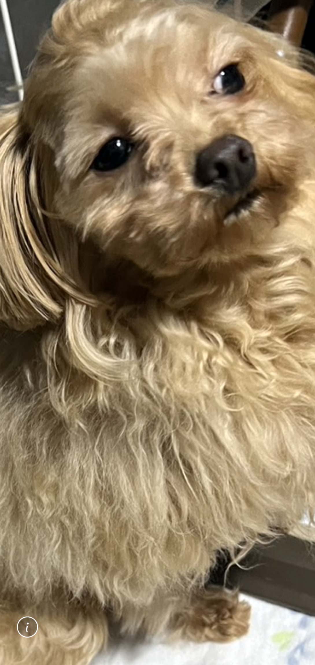 マルプーの成犬