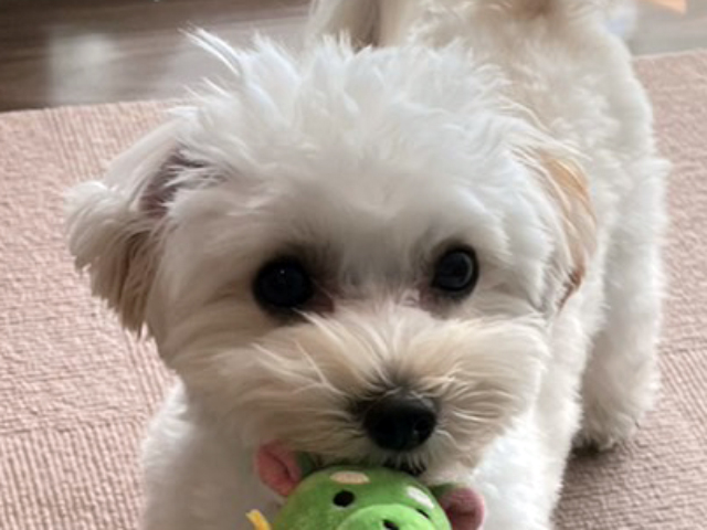 マルプーの成犬