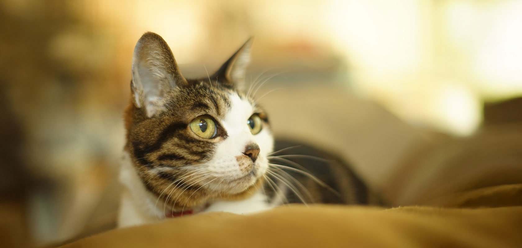 ネコちゃんの留守番は何日まで？ストレスを減らす環境づくりと注意点