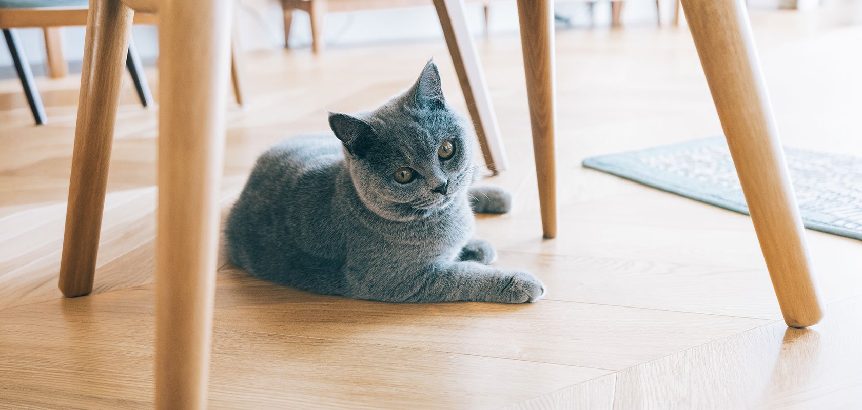 おとなしいネコちゃんの性格を理解してお迎えしよう