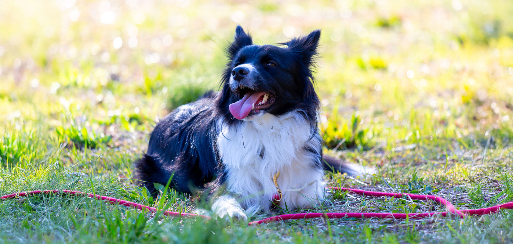 愛犬と一緒に過ごして毎日の生活を豊かにしよう