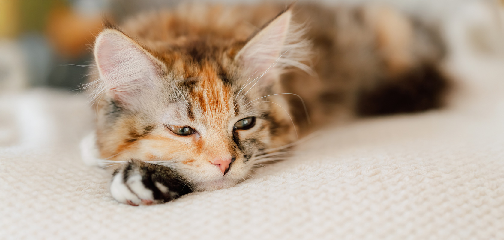 長毛種のネコちゃんについてよくある質問