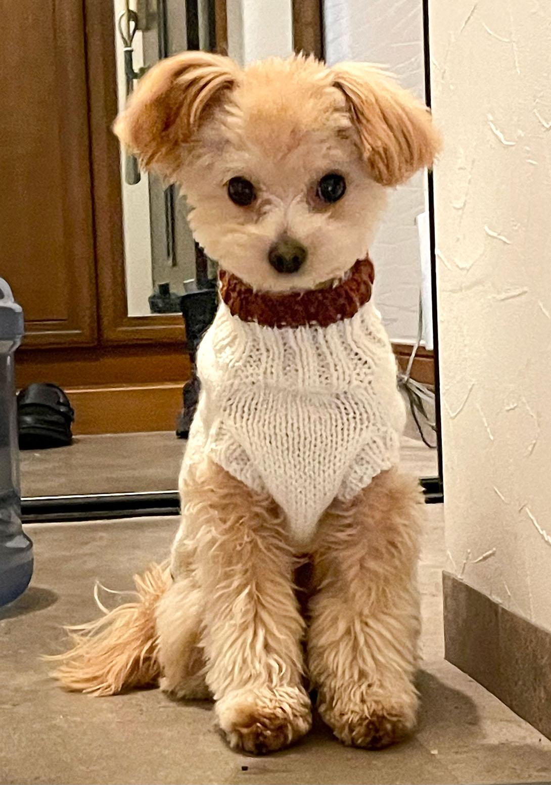 チワプーの成犬