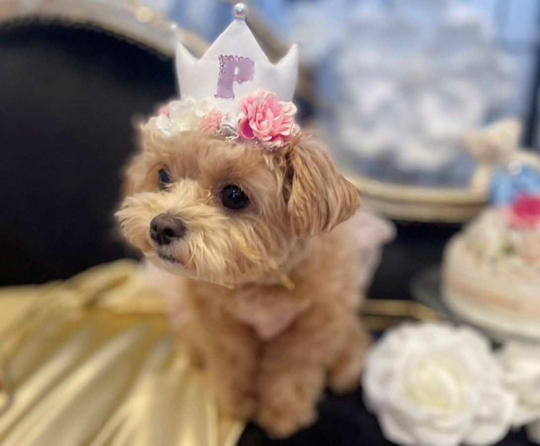 チワプーの成犬