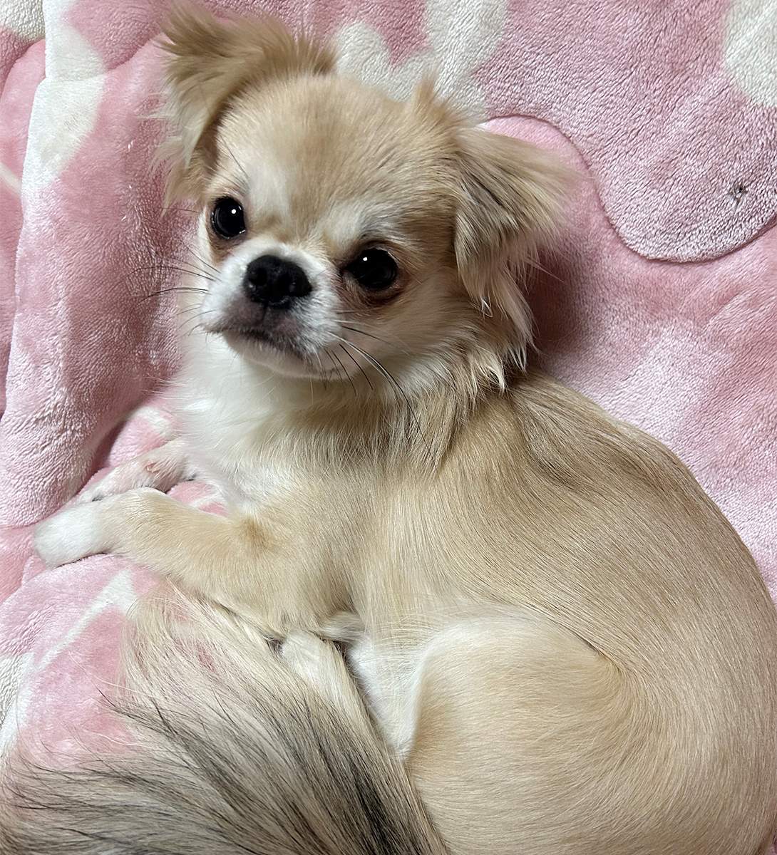 チワペキの成犬