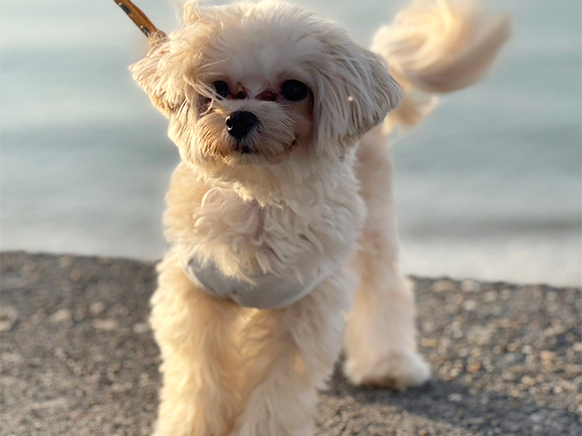 マルプーの成犬