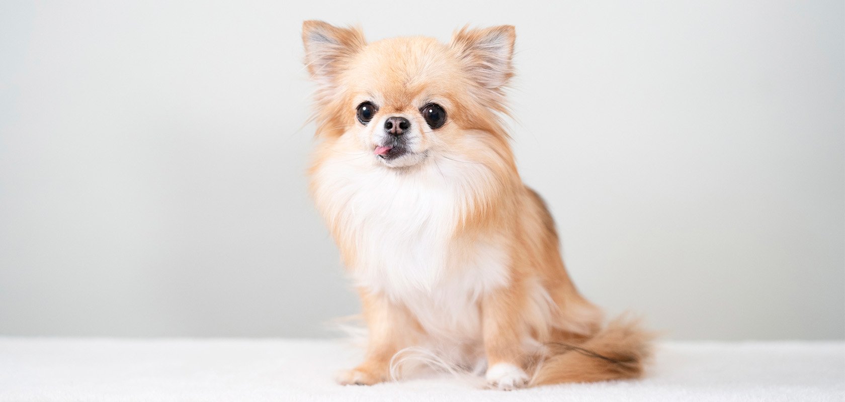 一人暮らしでも飼いやすいおすすめの犬種