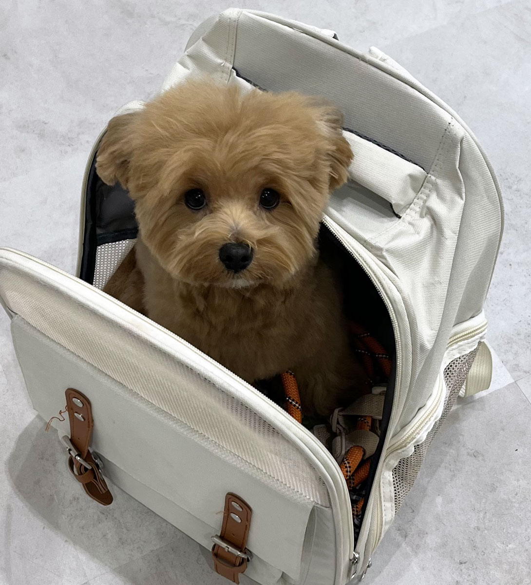 マルプーの成犬