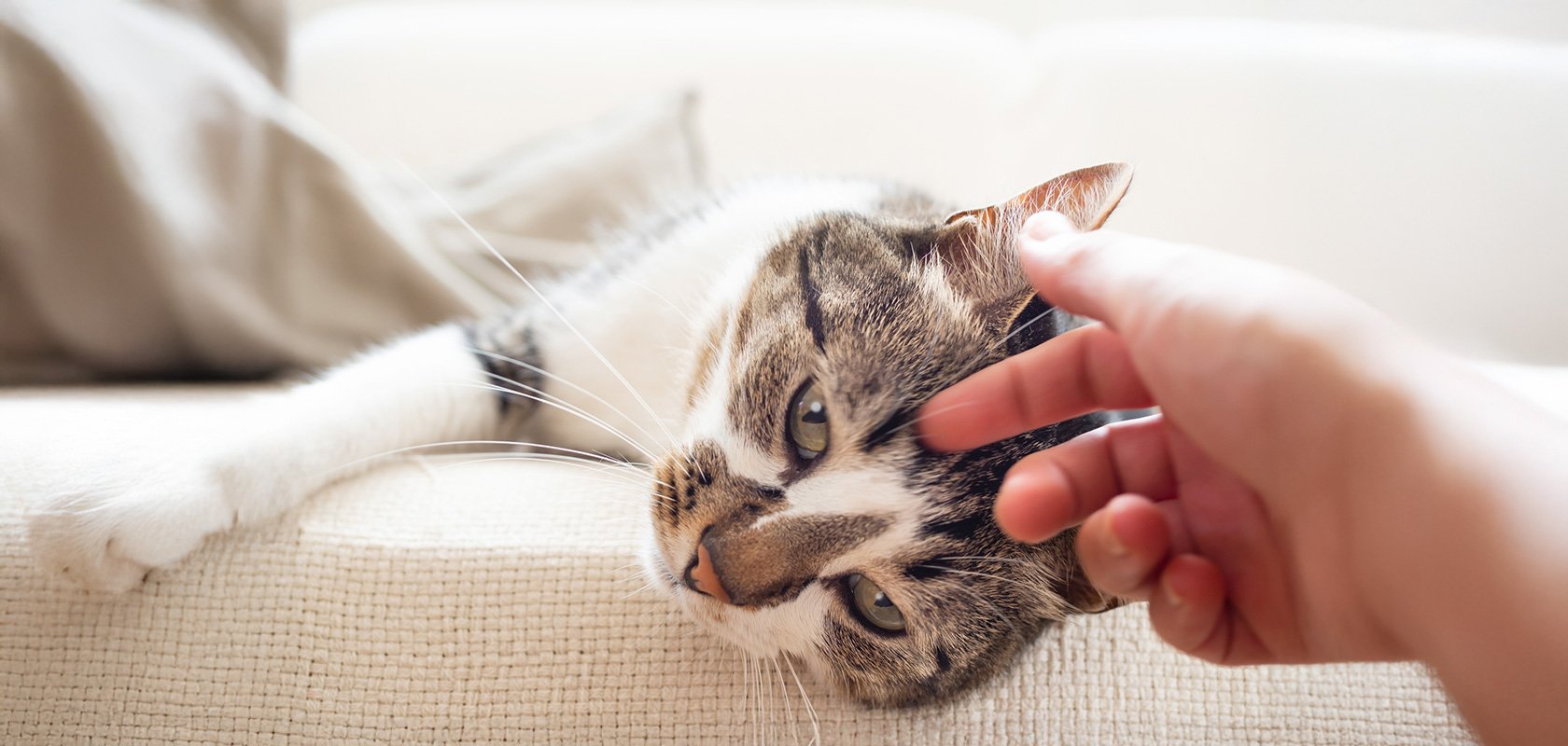 ネコちゃんを飼うメリットを理解して、理想の暮らしを始めよう