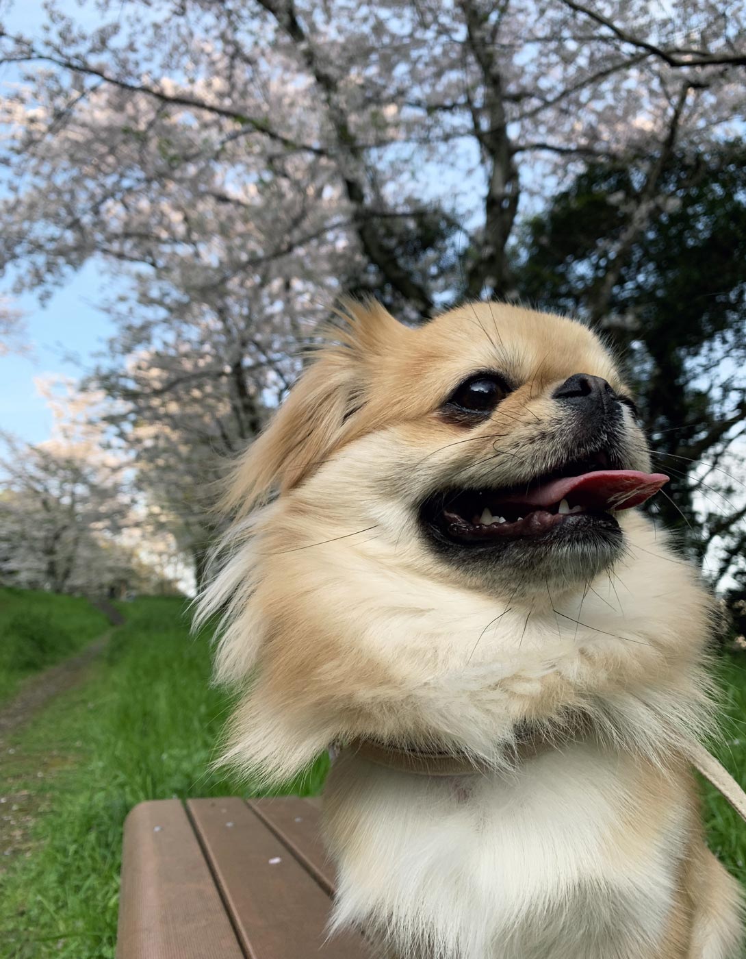 チワペキの成犬