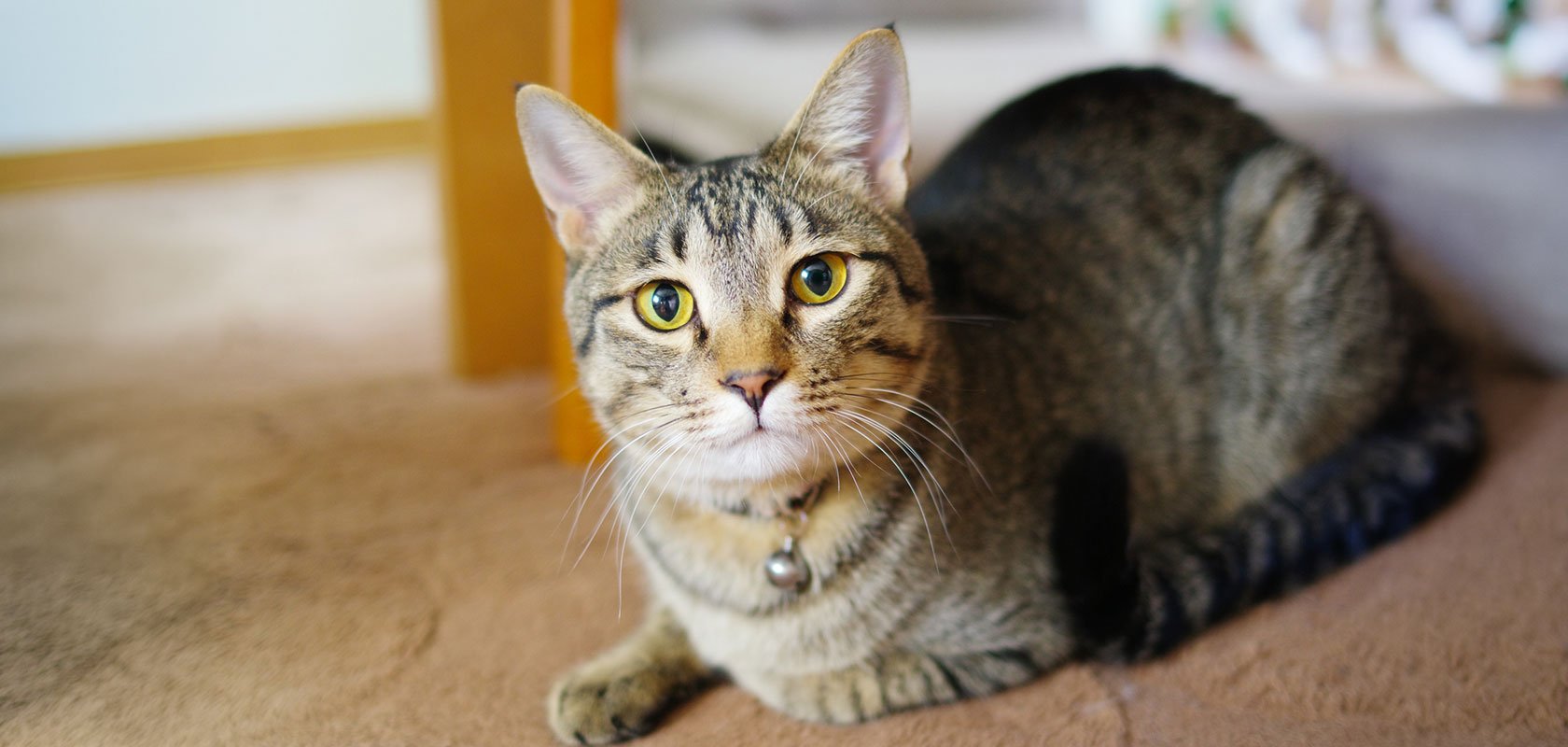 おとなしいネコちゃんの種類は？特徴・見分け方や育て方も解説