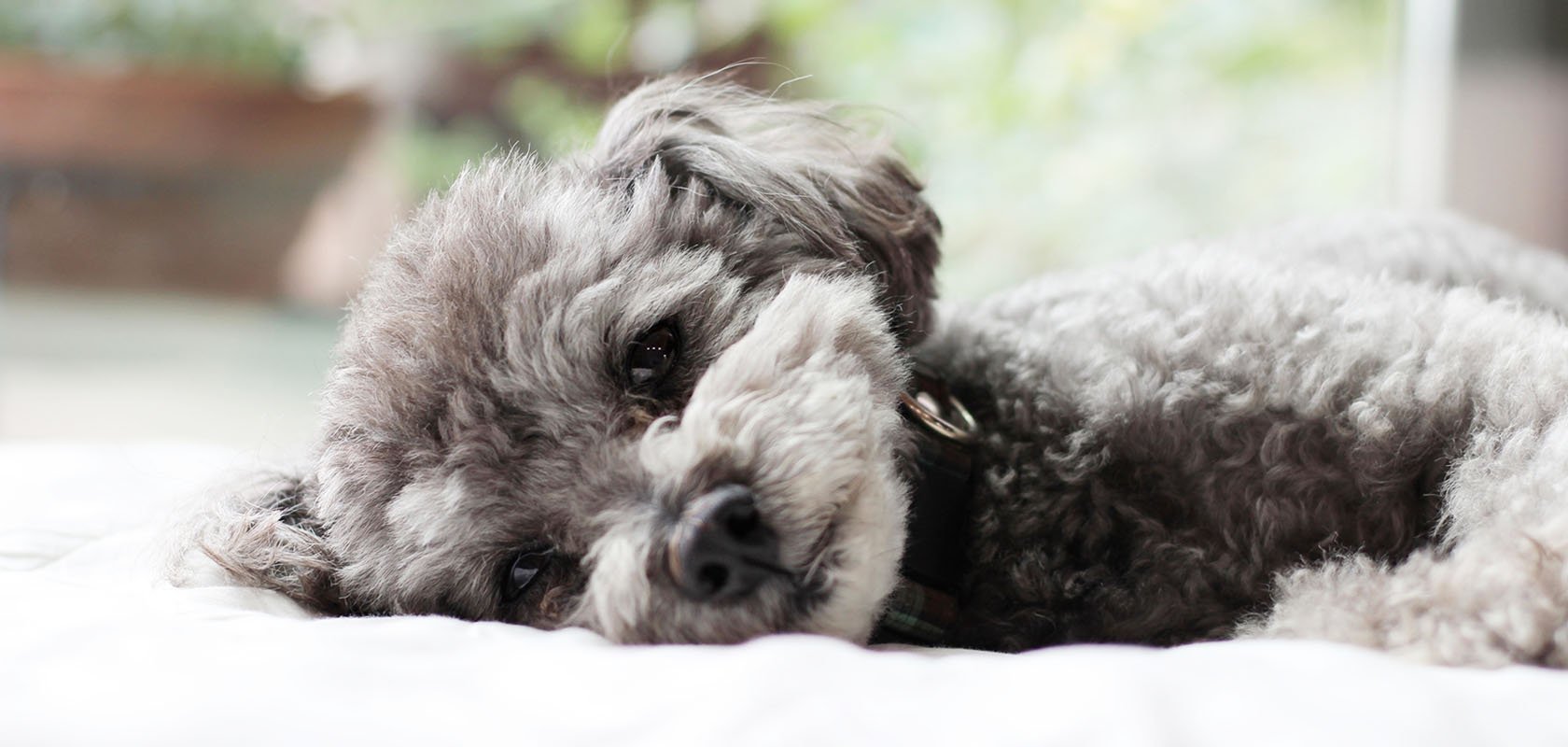 一人暮らしで愛犬を留守番させるときのポイント